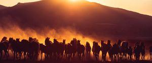Preview wallpaper horses, herd, dust, sunset, dark