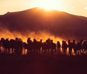 Preview wallpaper horses, herd, dust, sunset, dark