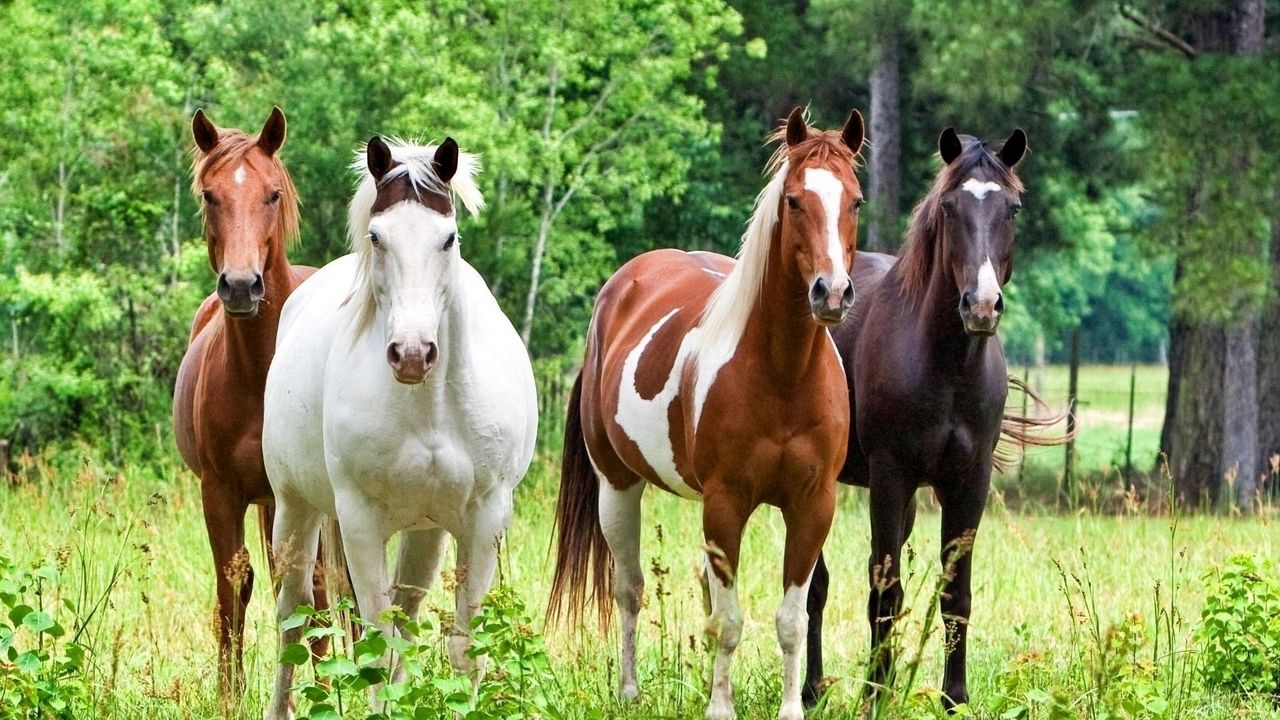 Wallpaper horses, herd, grass, color