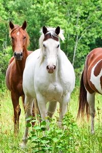 Preview wallpaper horses, herd, grass, color