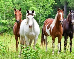 Preview wallpaper horses, herd, grass, color