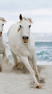 Preview wallpaper horses, herd, run, sand, sea