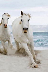 Preview wallpaper horses, herd, run, sand, sea