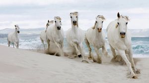 Preview wallpaper horses, herd, run, sand, sea