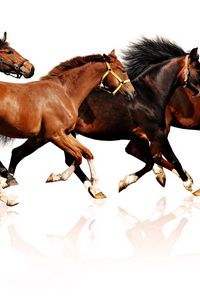 Preview wallpaper horses, herd, run, many