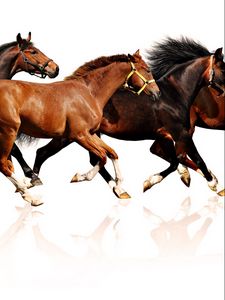 Preview wallpaper horses, herd, run, many