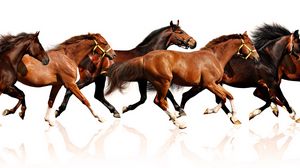 Preview wallpaper horses, herd, run, many
