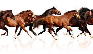 Preview wallpaper horses, herd, run, many