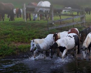Preview wallpaper horses, herd, water, meadow
