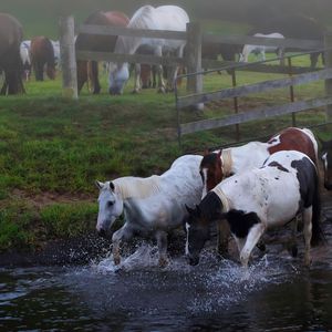 Preview wallpaper horses, herd, water, meadow