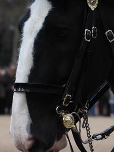 Preview wallpaper horses, horse, sheep, muzzle