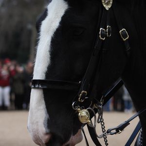 Preview wallpaper horses, horse, sheep, muzzle