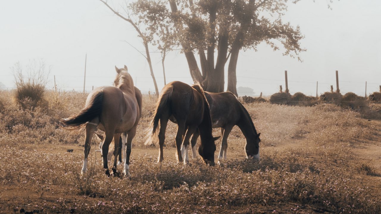 Wallpaper horses, pasture, tree, nature, animals