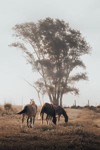 Preview wallpaper horses, pasture, tree, nature, animals