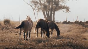 Preview wallpaper horses, pasture, tree, nature, animals