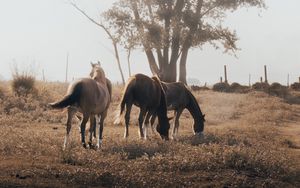 Preview wallpaper horses, pasture, tree, nature, animals