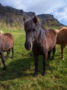 Preview wallpaper horses, ponies, grass, stand