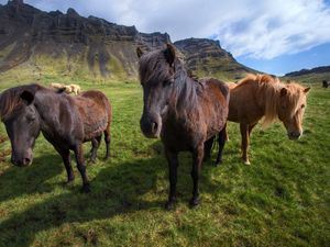 Preview wallpaper horses, ponies, grass, stand