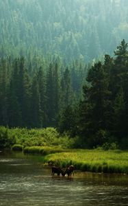 Preview wallpaper horses, river, coast, forest, nature