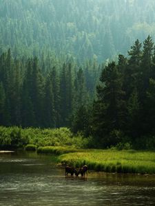 Preview wallpaper horses, river, coast, forest, nature