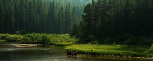 Preview wallpaper horses, river, coast, forest, nature