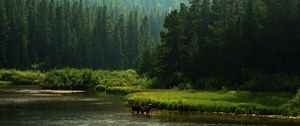 Preview wallpaper horses, river, coast, forest, nature