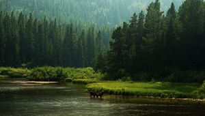 Preview wallpaper horses, river, coast, forest, nature