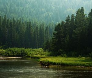 Preview wallpaper horses, river, coast, forest, nature