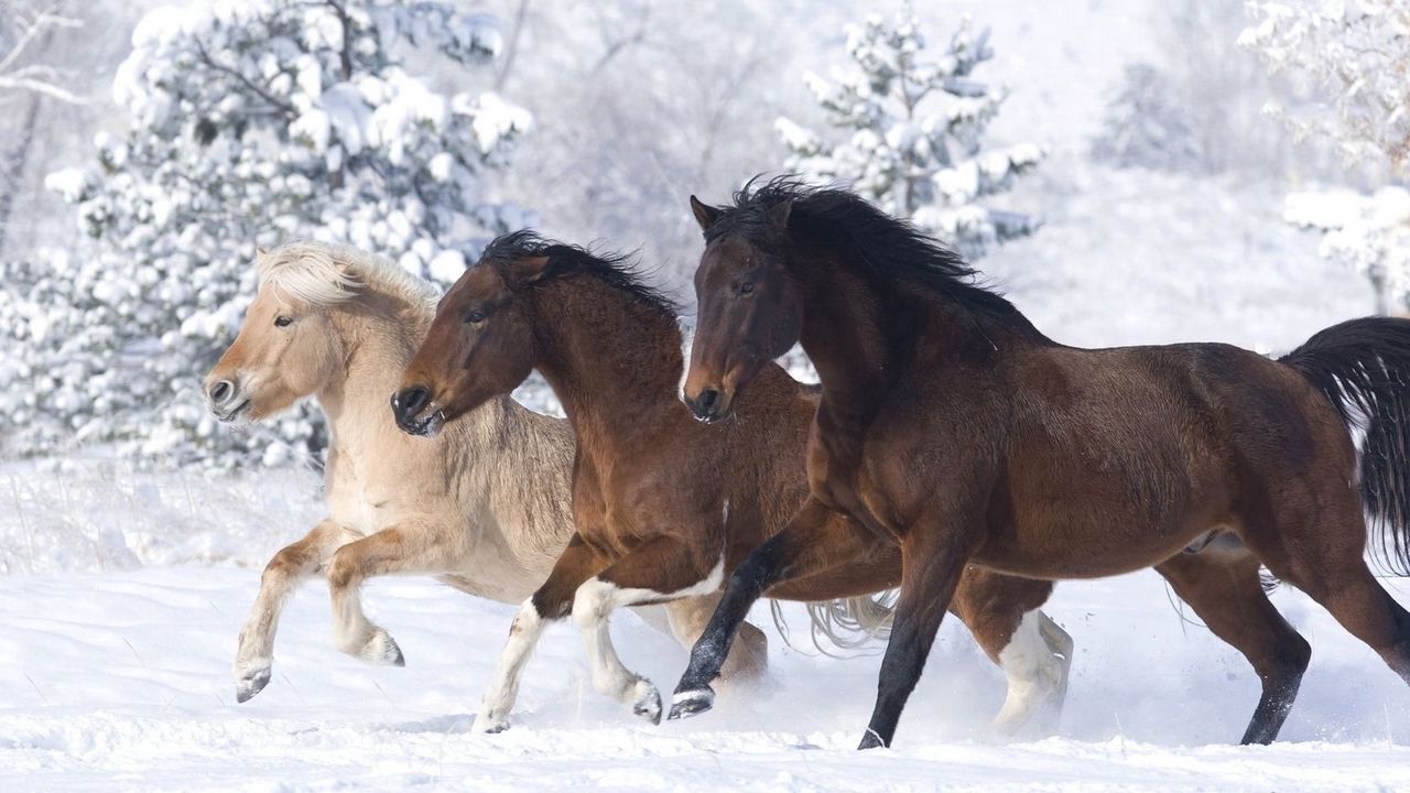 Wallpaper horses, running at a gallop, winter