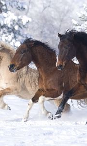 Preview wallpaper horses, running at a gallop, winter
