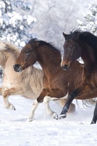 Preview wallpaper horses, running at a gallop, winter