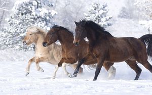 Preview wallpaper horses, running at a gallop, winter