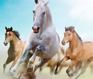 Preview wallpaper horses, running, freedom