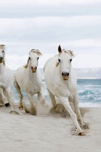 Preview wallpaper horses, running, sand, herd