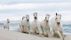 Preview wallpaper horses, running, sand, herd