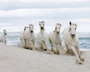 Preview wallpaper horses, running, sand, herd