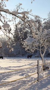 Preview wallpaper horses, shelter, snow, winter