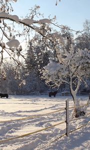 Preview wallpaper horses, shelter, snow, winter