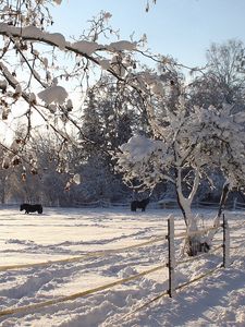 Preview wallpaper horses, shelter, snow, winter