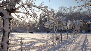 Preview wallpaper horses, shelter, snow, winter