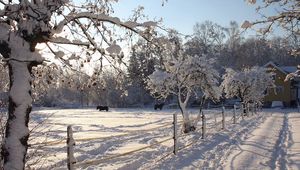 Preview wallpaper horses, shelter, snow, winter