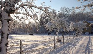 Preview wallpaper horses, shelter, snow, winter