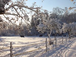 Preview wallpaper horses, shelter, snow, winter