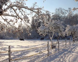 Preview wallpaper horses, shelter, snow, winter