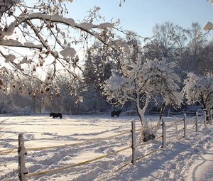 Preview wallpaper horses, shelter, snow, winter