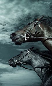 Preview wallpaper horses, sky, dark, rate