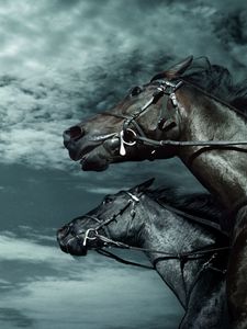 Preview wallpaper horses, sky, dark, rate