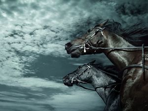 Preview wallpaper horses, sky, dark, rate