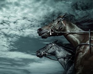 Preview wallpaper horses, sky, dark, rate