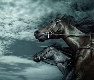 Preview wallpaper horses, sky, dark, rate